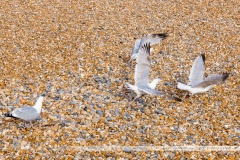 Goélands sur la plage de galets de Brighton