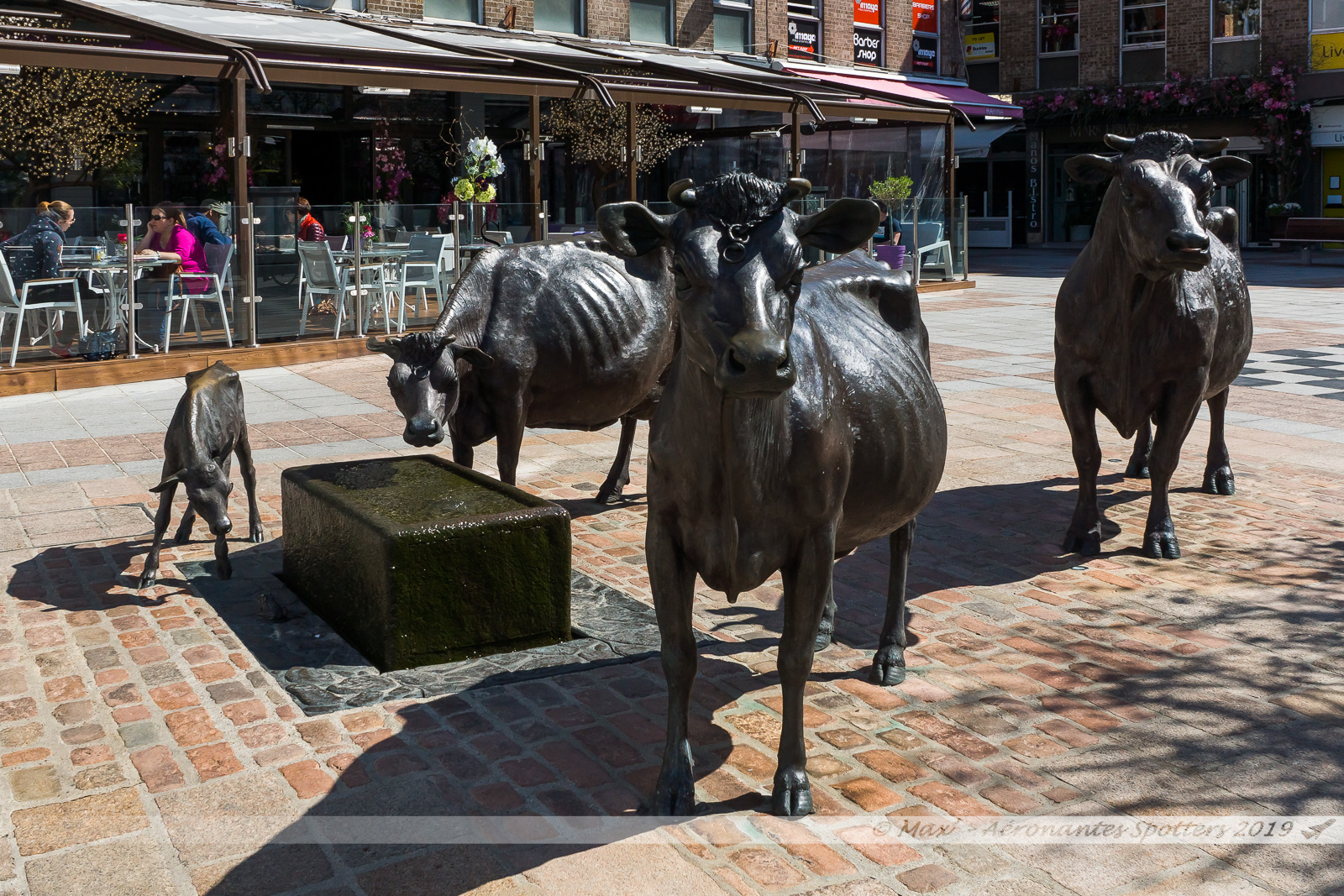 Jersey - Saint Helier - Statues de vaches Jersiaises, symboles de l'île