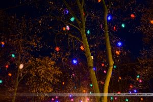 Les Lumières de Laval 2013 - Décors lumineux dans les arbres de la Place du 11 Novembre